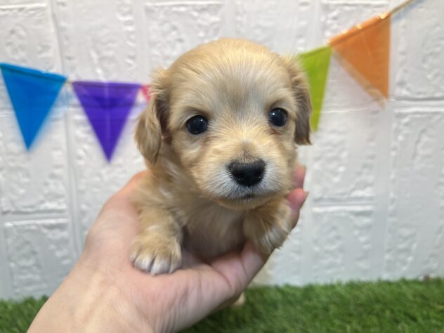 福島県のハーフ犬・ミックス犬 (アミーゴ郡山南店/2024年9月29日生まれ/男の子/イエロー)の子犬